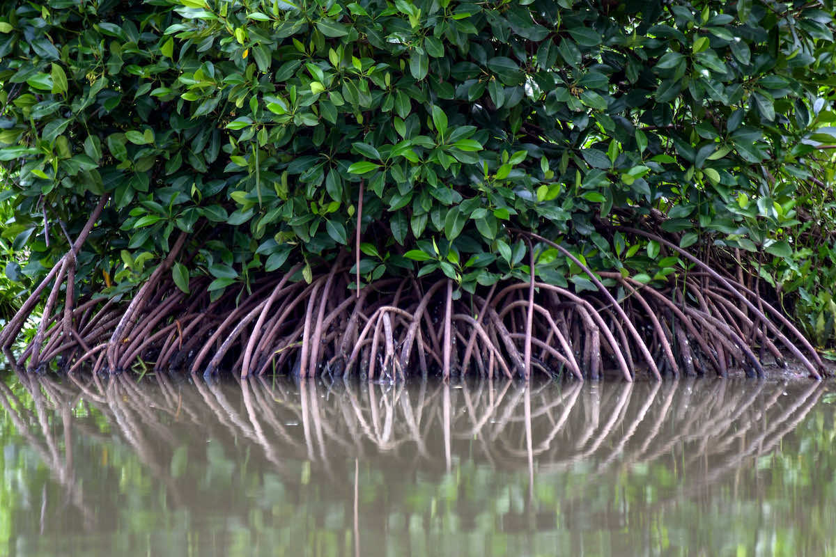 Mangroves along the river side in Berahan Kulon, Java (Aulia Erlangga/CIFOR-ICRAF)
