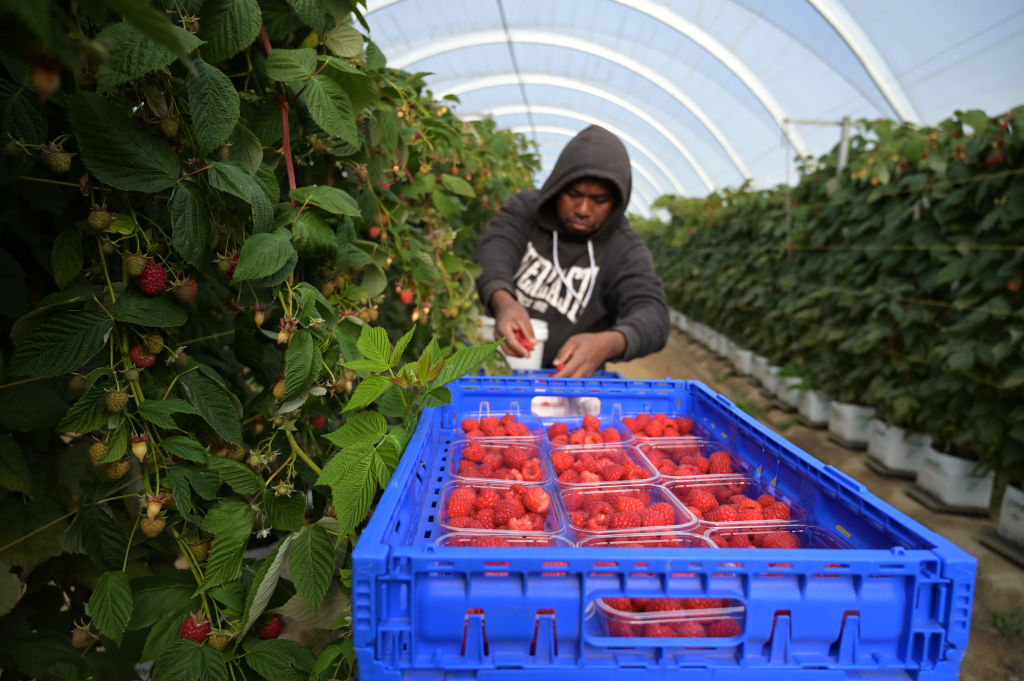 A seasonal fruit worker picks raspberries at the Pinata Farm near the Glasshouse Mountains in Wamuran, Australia (Carla Gottgens/Bloomberg via Getty Images)