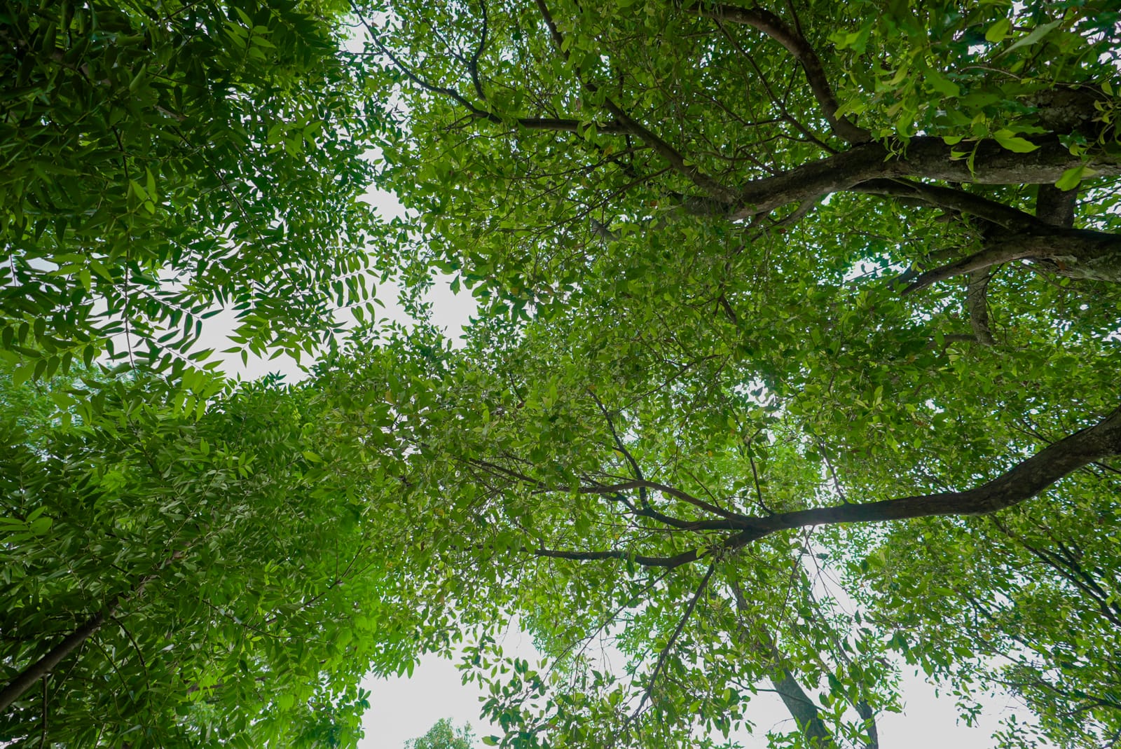 Hutan berbasis wakaf: Memanfaatkan filantropi Islam untuk pendanaan iklim di Indonesia