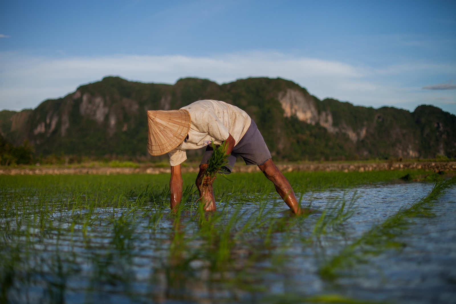Planting rice at Pangkajene, near Makassar, South Sulawesi, Indonesia (Tri Saputro/CIFOR/Flickr)