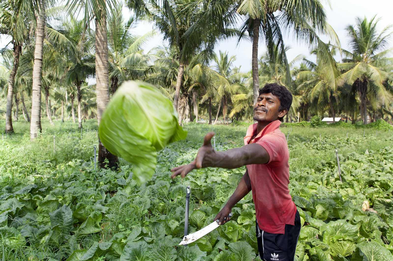 Happy harvest, Kalpitiya, Sri Lanka (Hamish John Appleby / IWMI Flickr Photos)