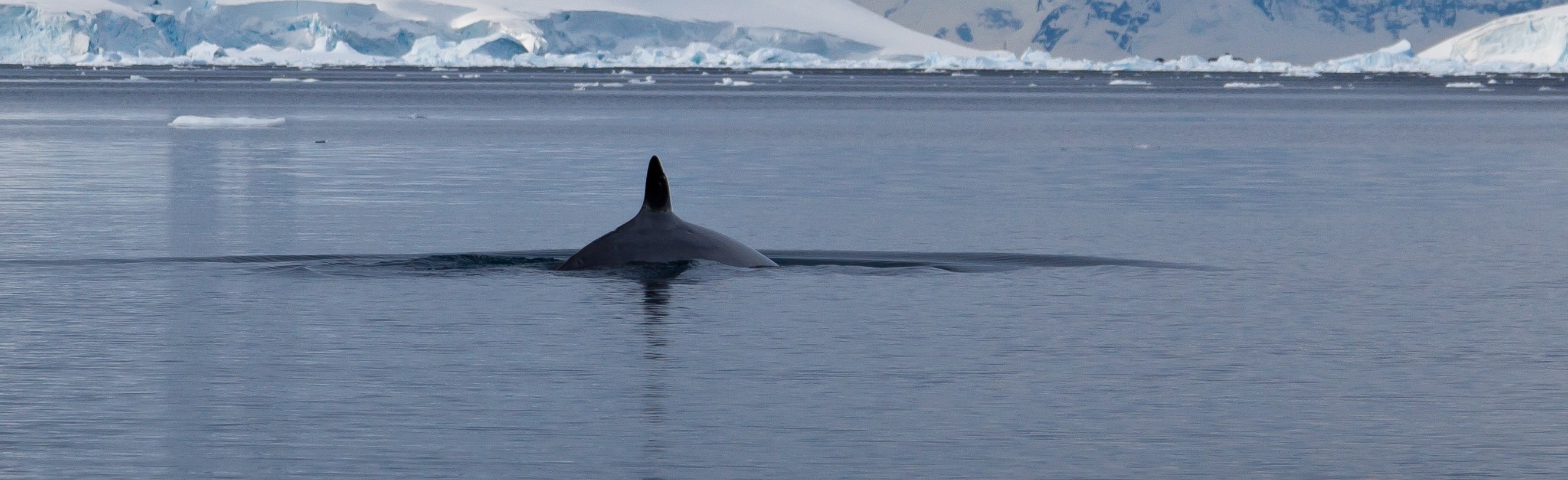 A whale surfaces in Antarctica (Photo: ravas51/Flickr)