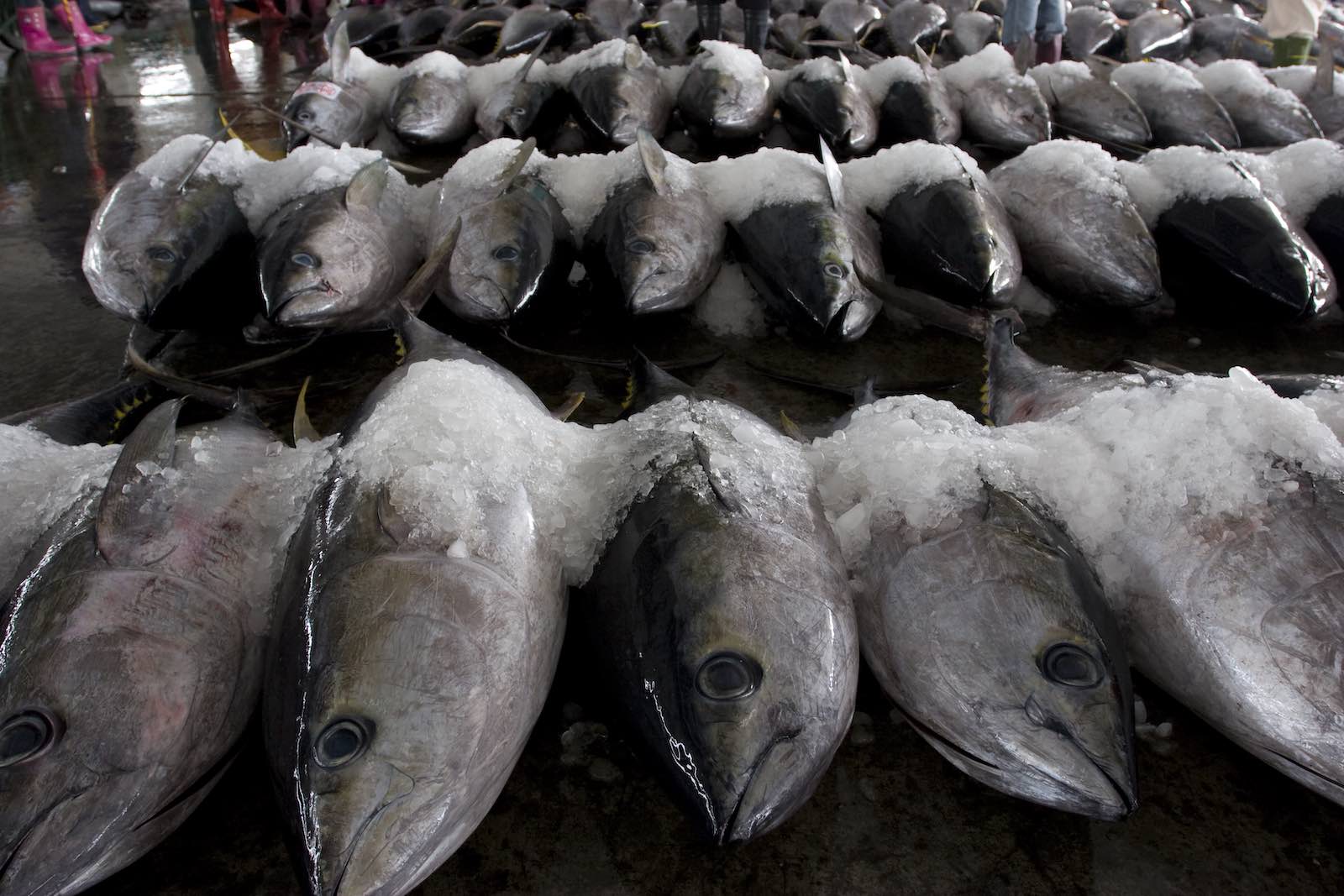 The cost of the catch: tuna at Pingtung, southern Taiwan (Photo: Craig Ferguson via Getty)