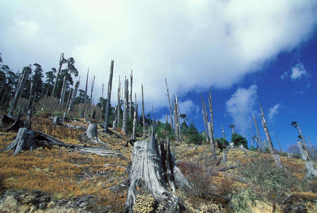 Deforestation in Bhutan (Curt Carnemark/World Bank)   