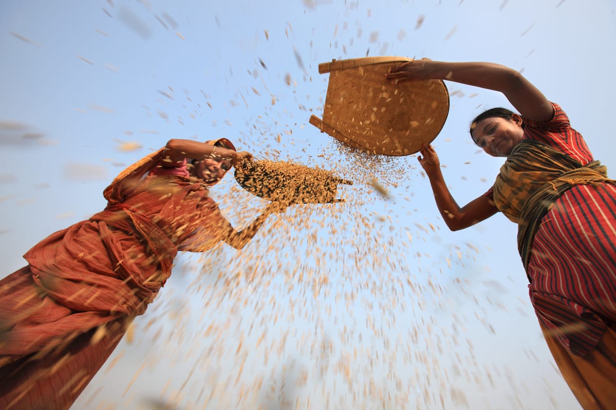 Rice processing in Bangladesh (M. Yousuf Tushar/UN Women)