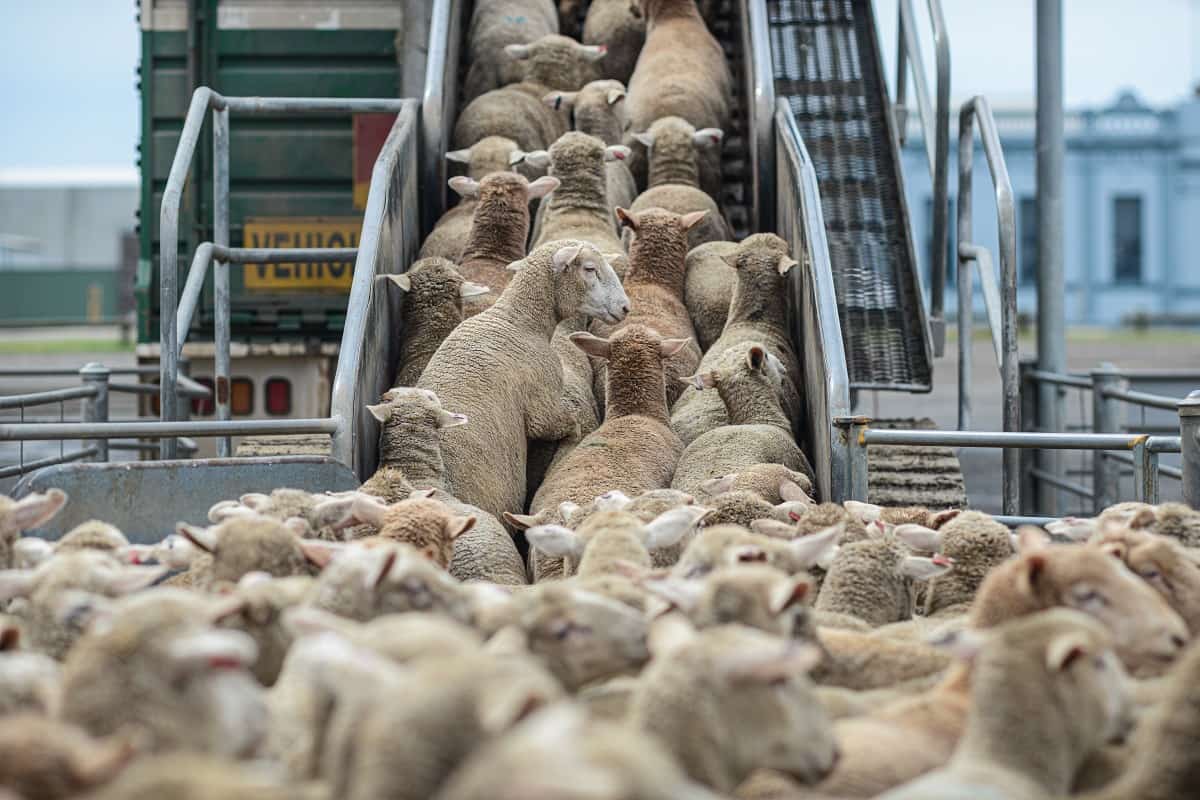 Australian wool and sheep