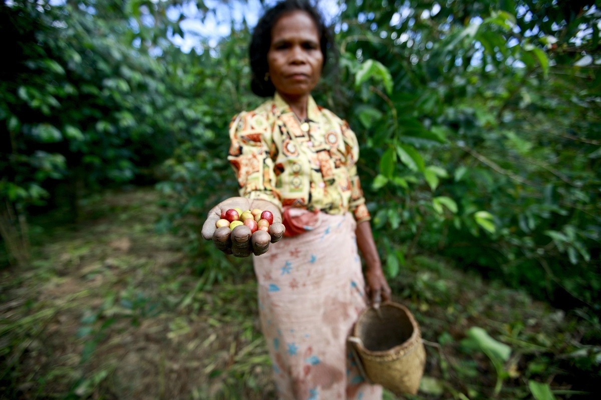 Coffee is one of Timor-Leste’s most important crops, bringing much-needed revenue to the country (Martine Perret/UN Photo/Flickr)