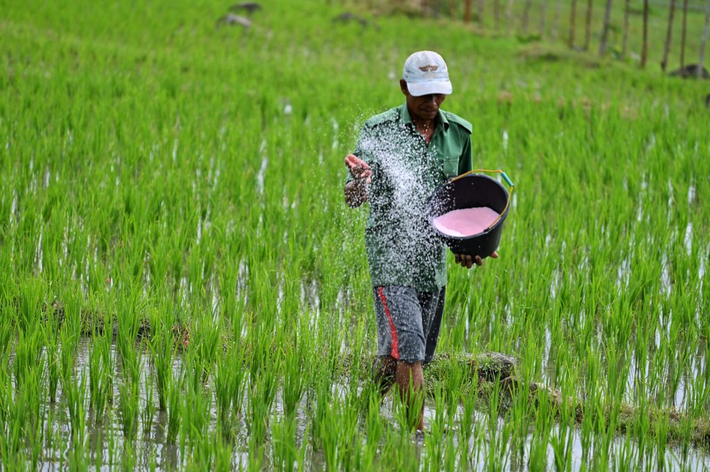 Spreading fertilizer on a rice paddy field in Lamteuba, Aceh province, Indonesia (Chaideer Mahyuddin/AFP via Getty Images)