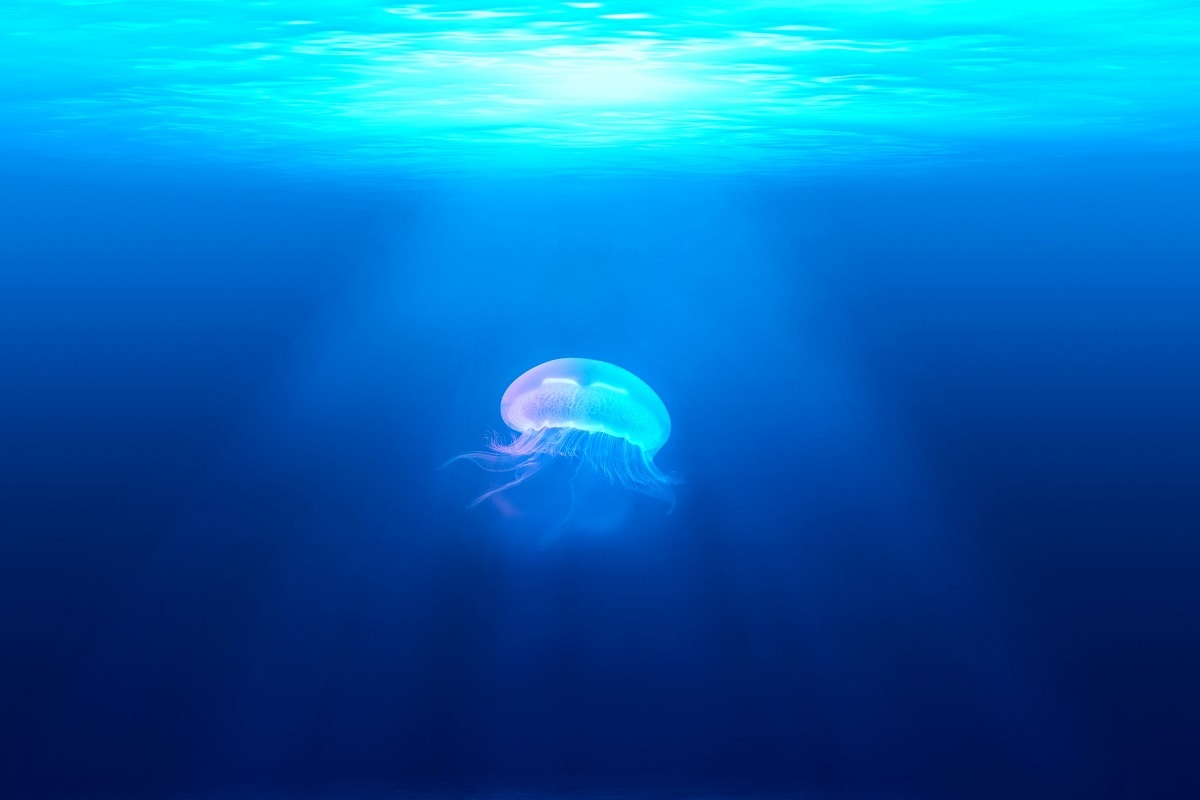 Jellyfish Danist Soh/Unsplash