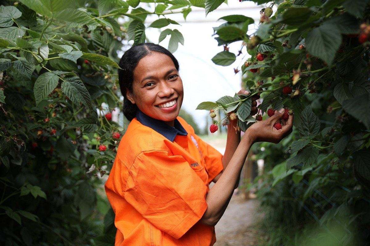 Timor-Leste is part of the Pacific Australia Labour Mobility (PALM) scheme (Karen Young/Pacific Labour Facility/DFAT Images)