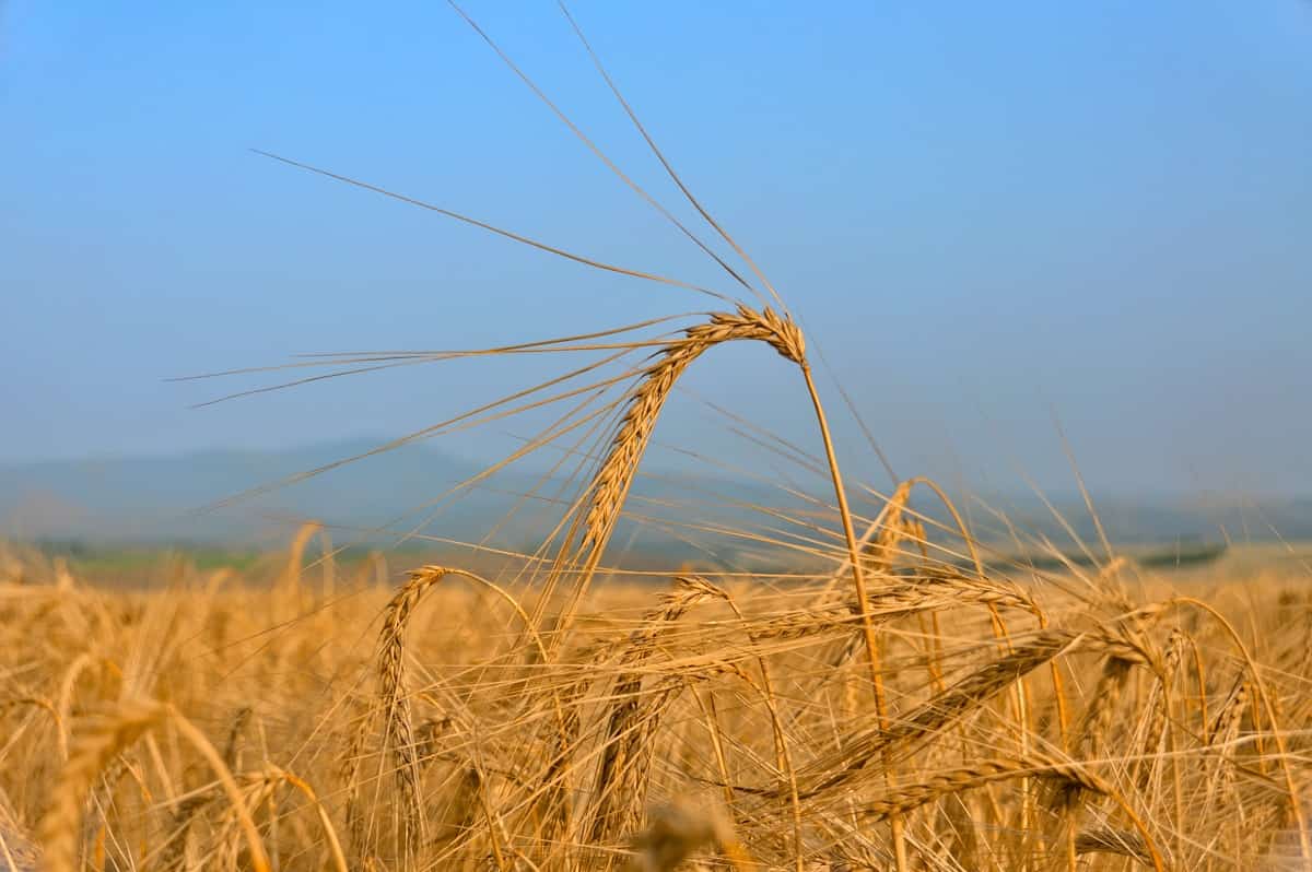 Russia wheat field