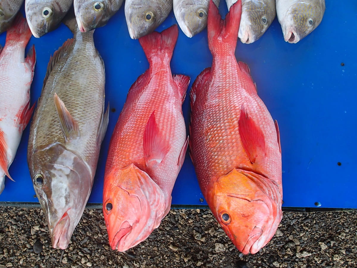 Solomon Islands fish for sale