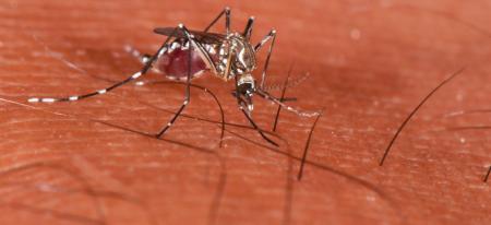 Aid links: calls for Australia first, the upside of dengue, more