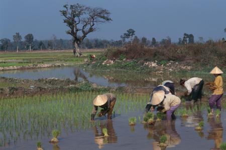 Home grown: Building a stronger food system in Laos