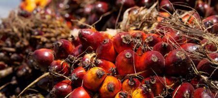 Why boycotting palm oil achieves nothing