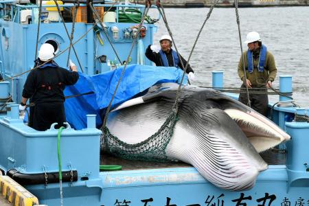 Japan is again hunting whales. What can be done?