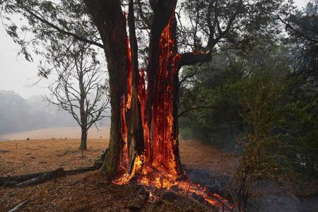 Pacific links: A regional step-up for Australia’s bushfire recovery