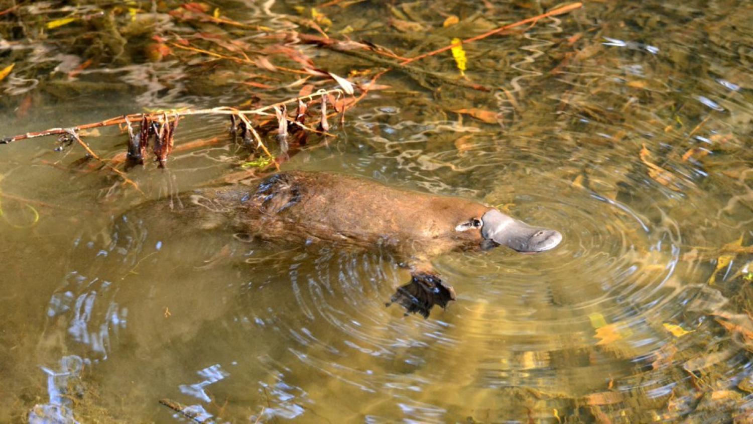 Seen any grubs? This platypus is on the hunt (Photo: Klaus/Flickr)
