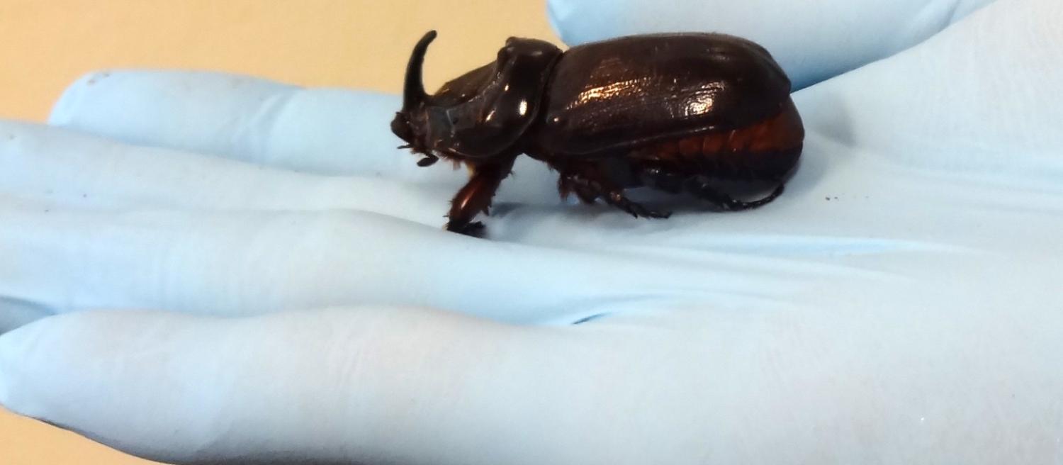 The Coconut Rhinoceros Beetle (Photo: USDepartment of Agriculture/Flickr)