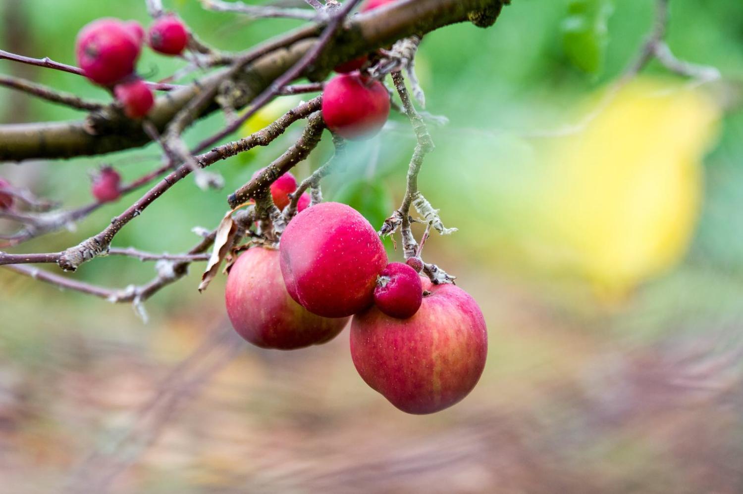 Apples in the Huon valley, Tasmania, where fruit picking would change Maria’s life (Photo: TassieEye/Flickr)