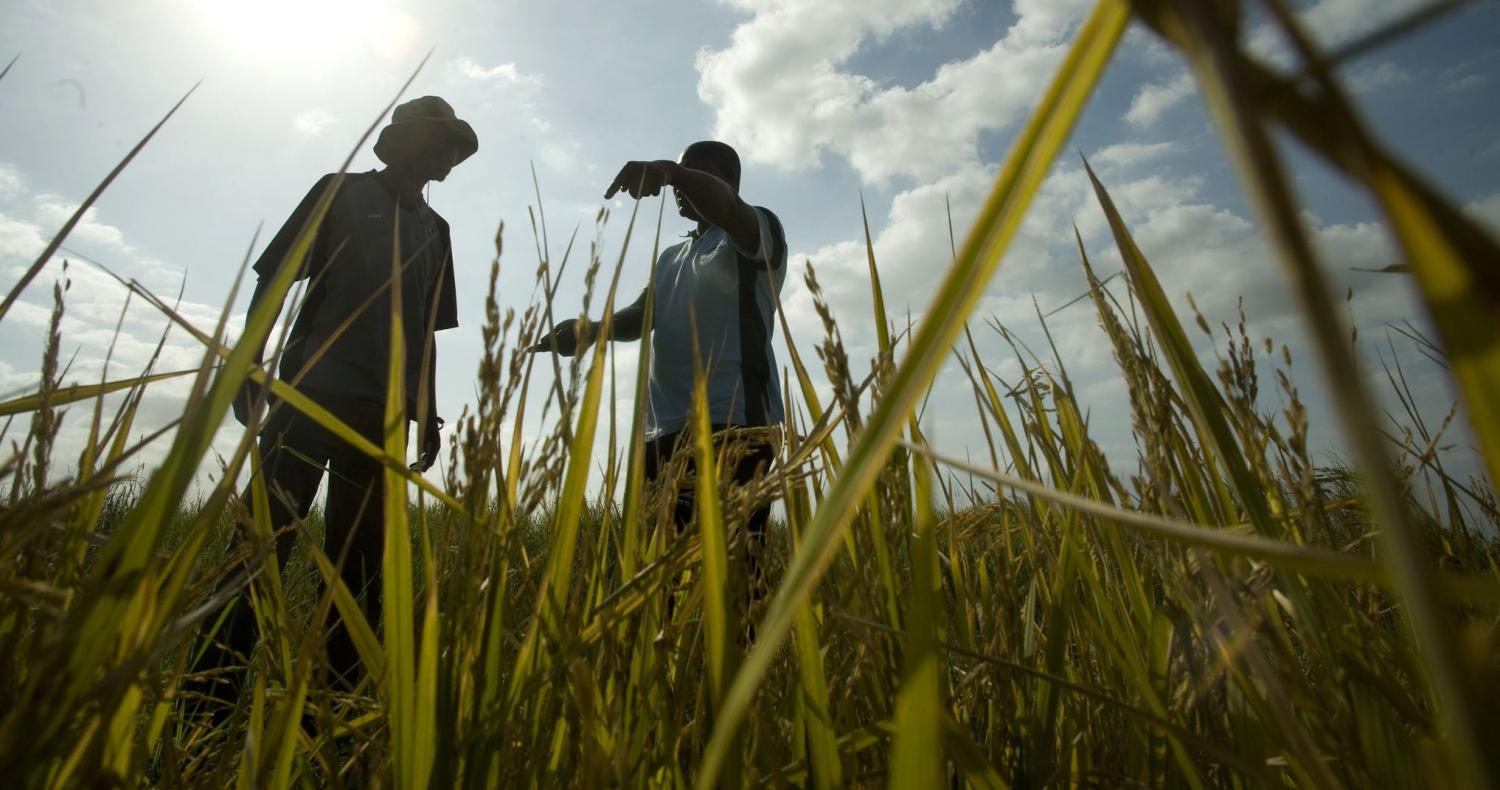 Rice plots in Mozambique (Photo: CIF Action/Flickr)