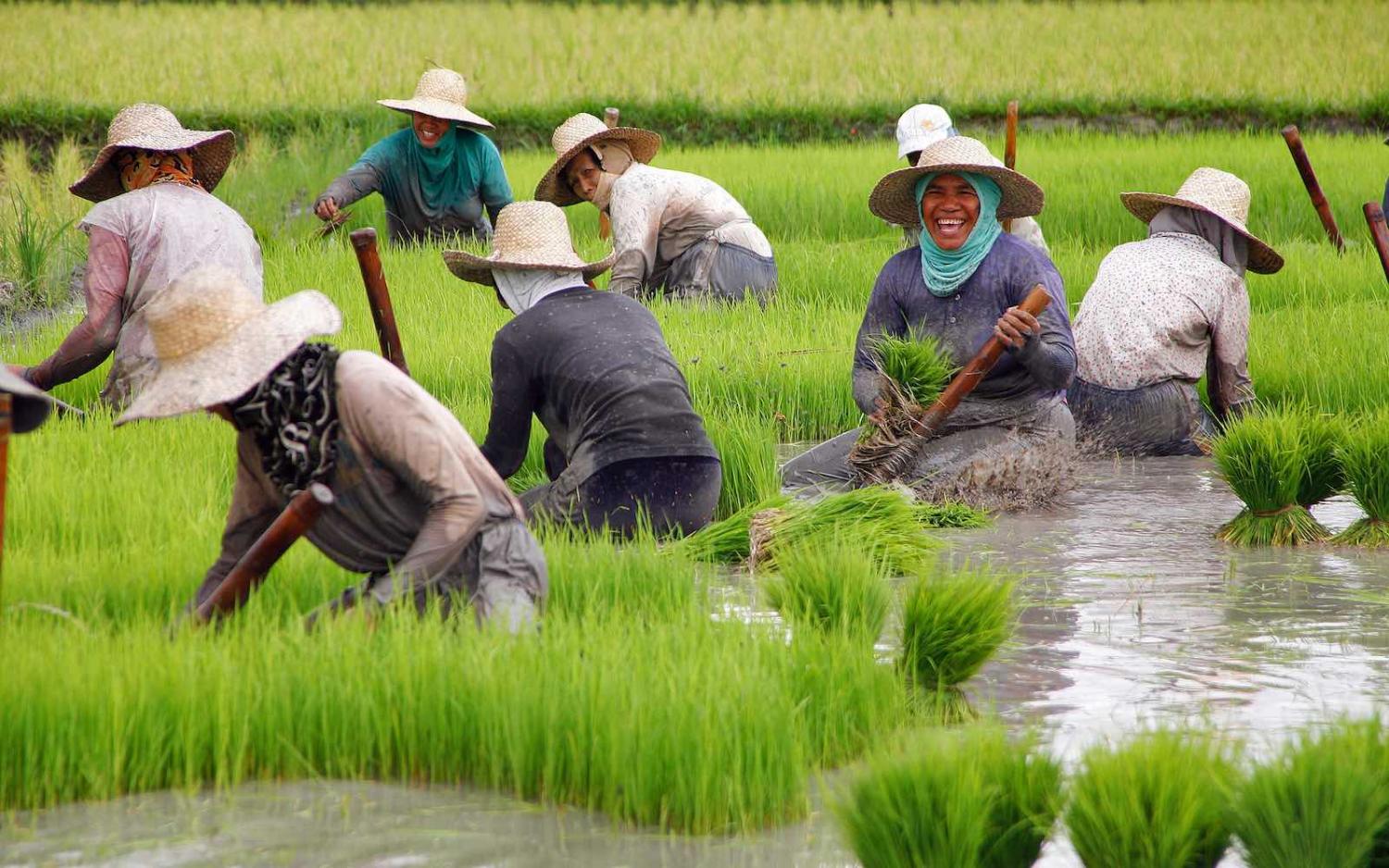 Women farmers harvesting rice in Nueva Vizcaya, Philippines, 2015 (International Labour Organisation/Flickr)