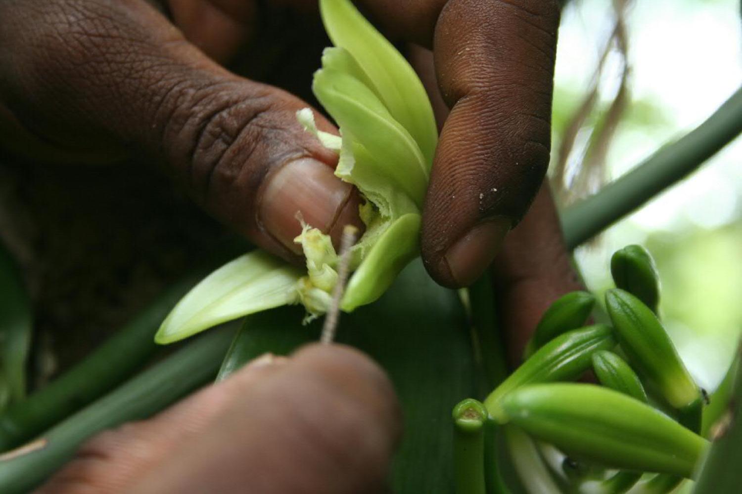 Pollinating vanilla pods (Photo: MissLAndMrH/Flickr)