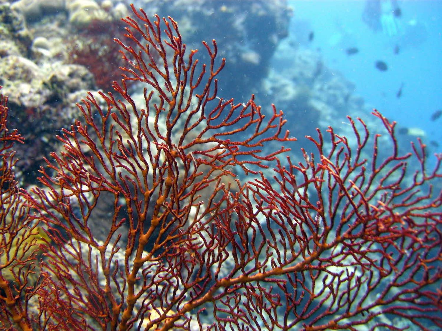 Lekuan Reef, Sulawesi, Indonesia (Matt Kieffer/Flickr)