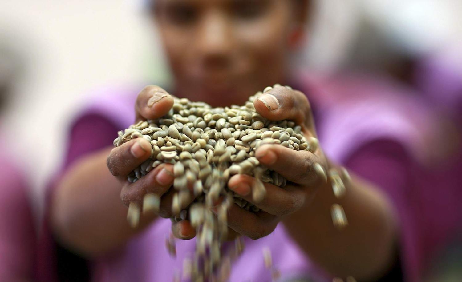 China’s new agreements with Timor-Leste include its agriculture sector, which is centred on coffee and subsistence crops (UN/Martine Perret/Flickr)