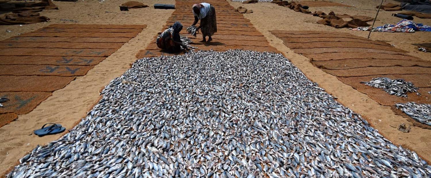 Workers process salted fish in Negombo, Sri Lanka, on 24 March 2022 (Ishara S Kodikara/AFP via Getty Images)