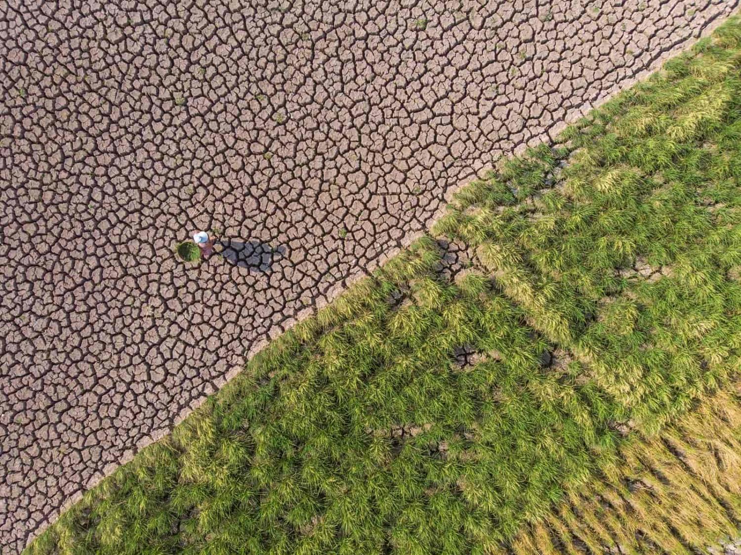 Dry paddy fields are just one result of the current drought in southwestern China, 24 August 2022, Sichuan Province (Huang Zhenghua/VCG via Getty Images)