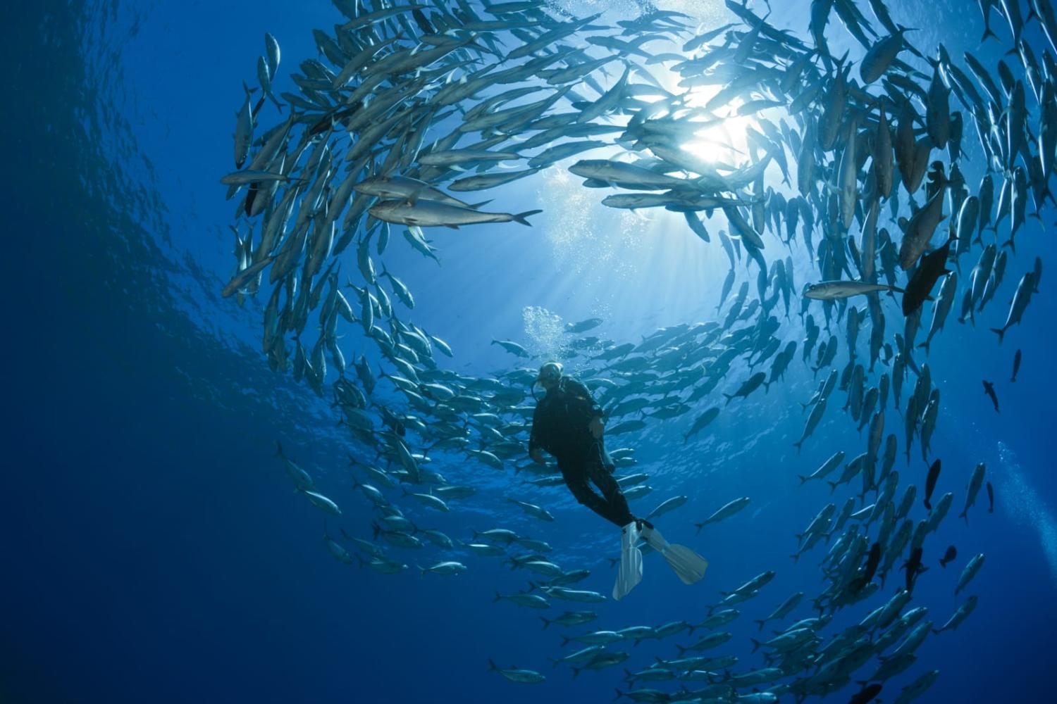 Fish know no sovereign boundaries (Reinhard Dirscherl via Getty Images)