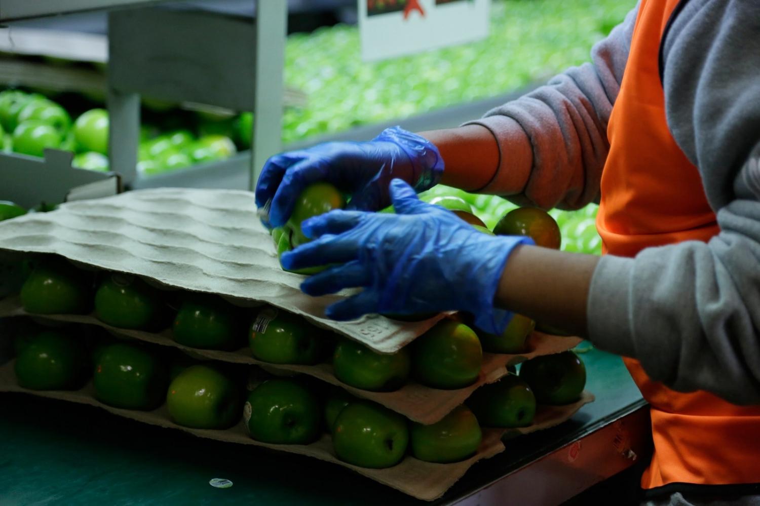 Submissions to a Senate inquiry called for a revised system that prioritised existing workers on the Pacific Australia Labour Mobility schemes (DFAT)