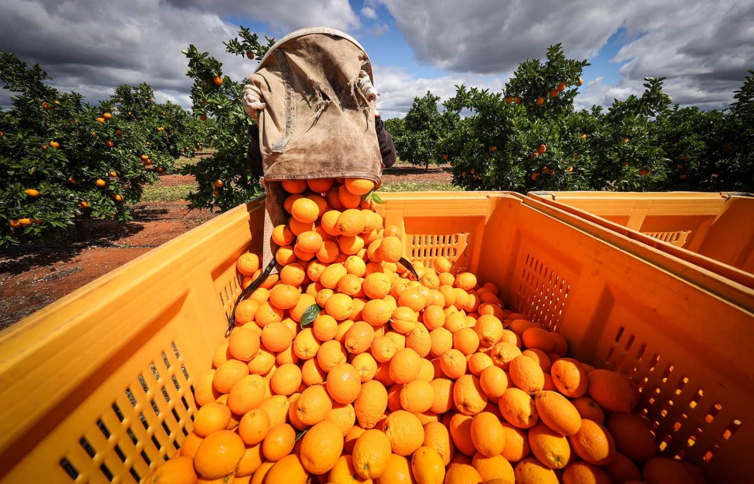 A seasonal worker empties Valencia oranges into a cart during a harvest near Griffith, New South Wales (David Gray/Bloomberg via Getty Images)