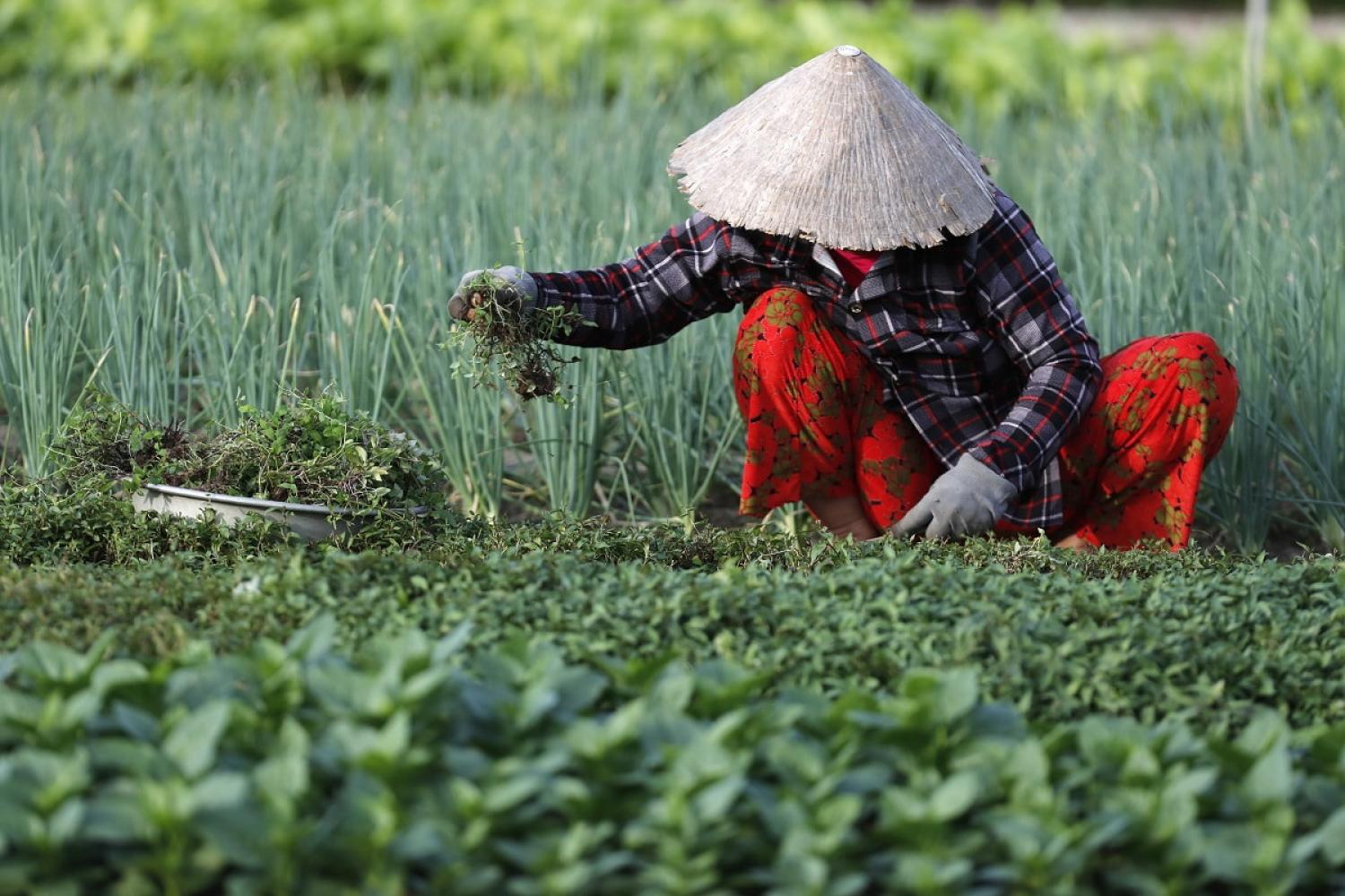 A woman farms organic vegetables in Tra Que Village, Hoi An, Vietnam (Godong/Universal Images Group via Getty Images)