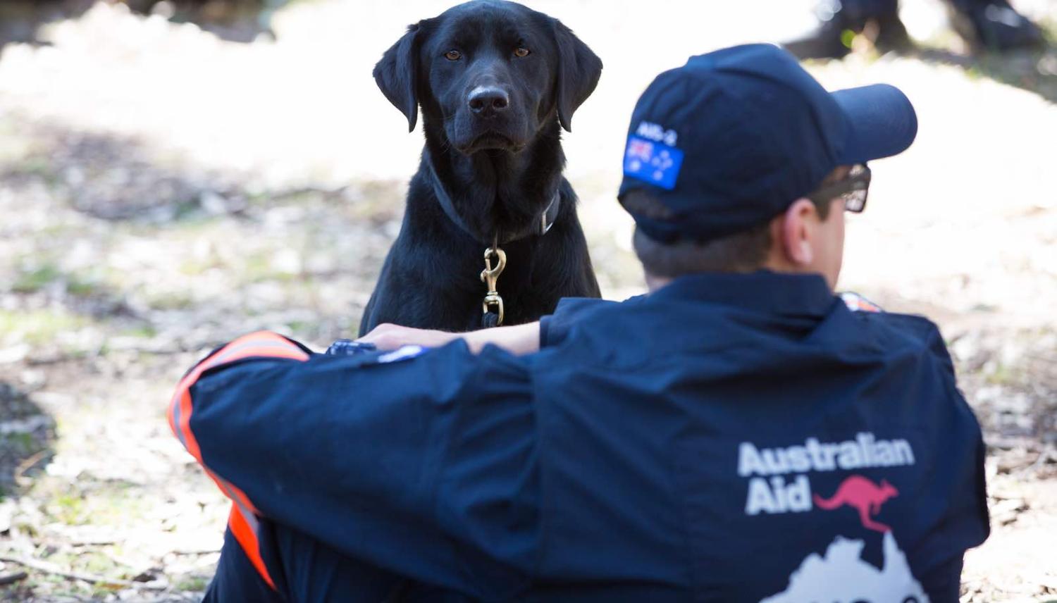 A rescue dog during a disaster response training exercise in Ingleburn, NSW (Photo: Linda Roche/DFAT)