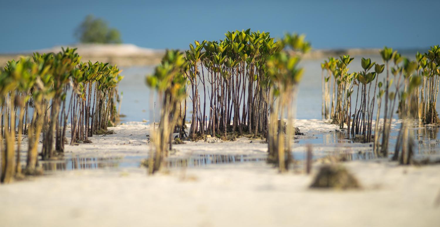 New growth in the mangroves at Tarawa, Kiribati (Photo: Asian Development Bank/Flickr)
