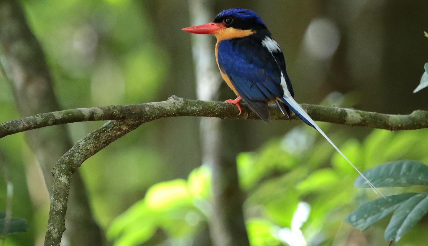 The Buff-breasted Paradise-Kingfisher migrates each year between PNG and northern Australia (Photo: Graham Winterflood/Flickr)