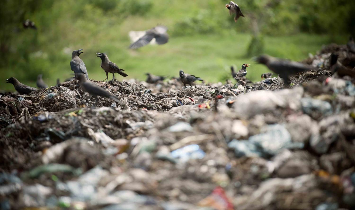 Scavenger birds pick a dump site in Dhaka (Photo: UN Photo)