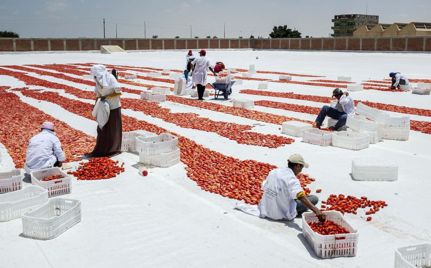 Slicing tomatoes for sun drying in Bangar el Sokor, Nubaria, Egypt (Photo: Heba Khamis/FAO)