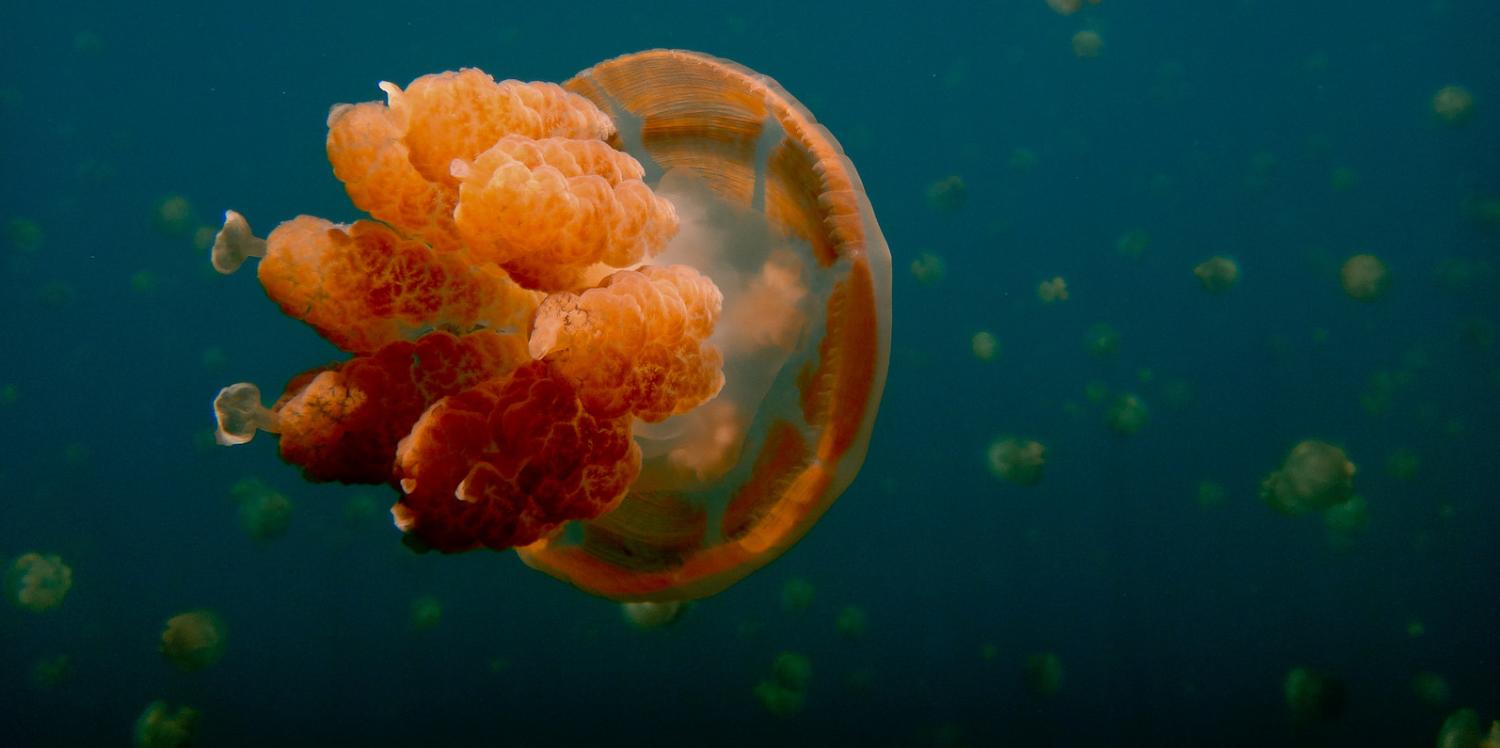 Jellyfish lakes in Palau (Photo: Jeff Laitila/Flickr)