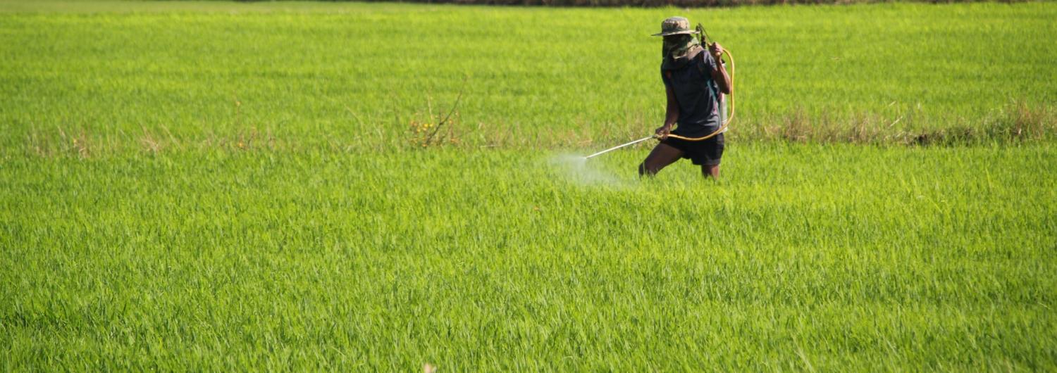 Hand spraying rice fields in Cambodia. (Photo: Chris Graham/AusAID)