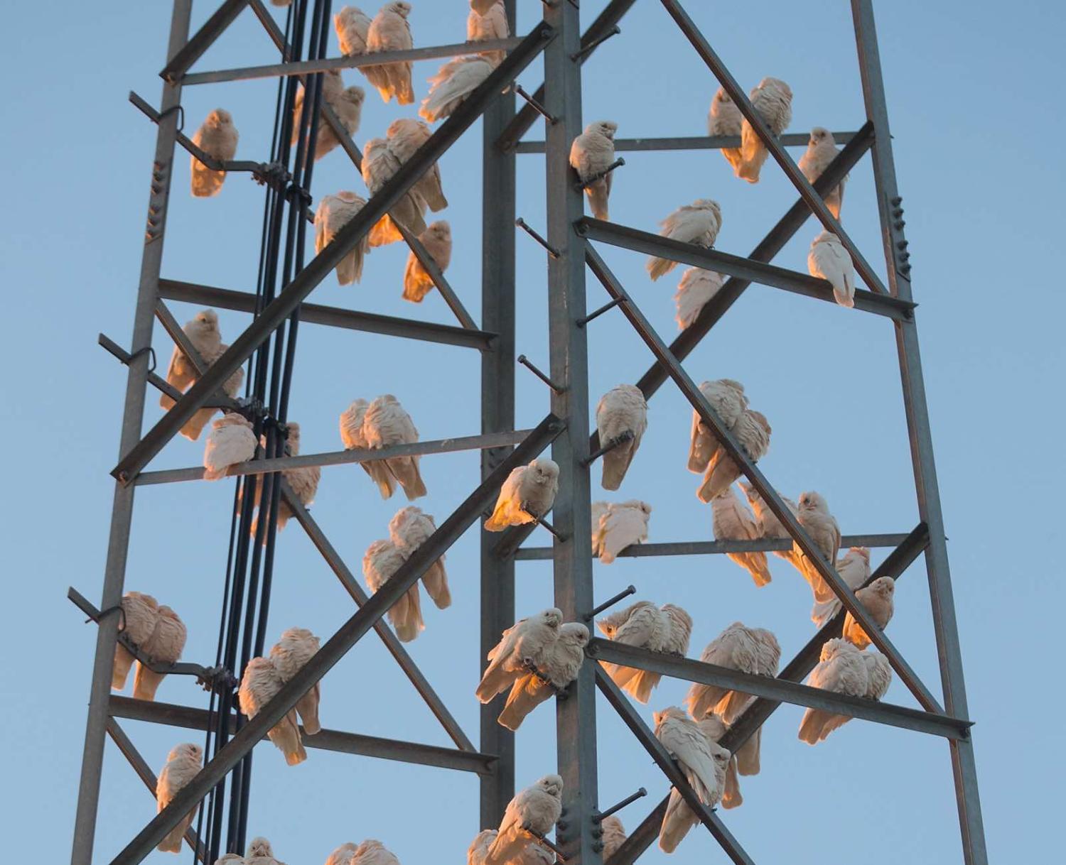 Corellas gather on a telephone tower at dawn in Louth, NSW, Australia (Photo: Mark Evans/Getty Images)