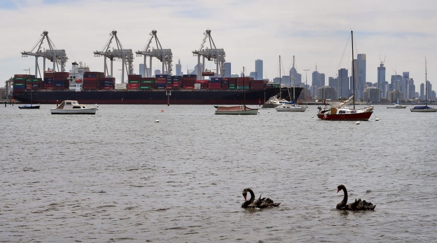 Black swans in Melbourne, but watch instead for grey rhinos (Photo: William West via Getty)