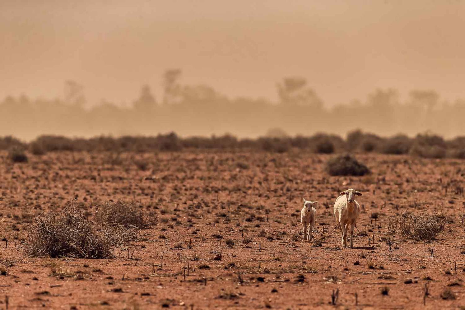 A dust storm on a drought-stricken Australian sheep paddock (Klae Mcguinness/Getty Images)