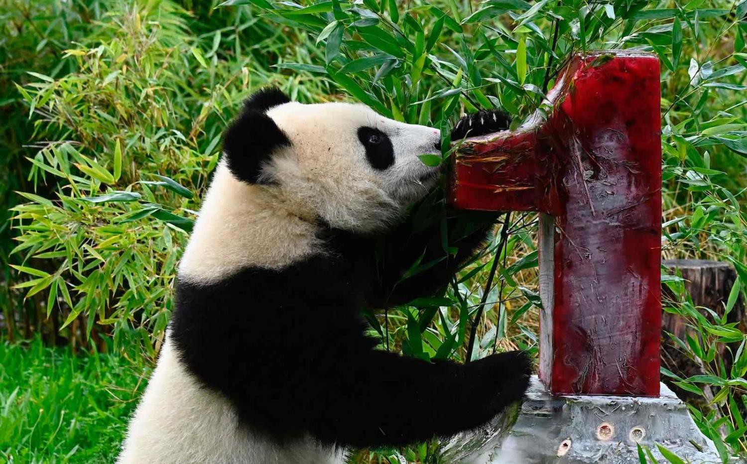 A panda cub at the Zoologischer Garten zoo, Berlin, with an ice cake on his first birthday on 31 August 2020 (Tobias Schwarz/AFP via Getty Images)