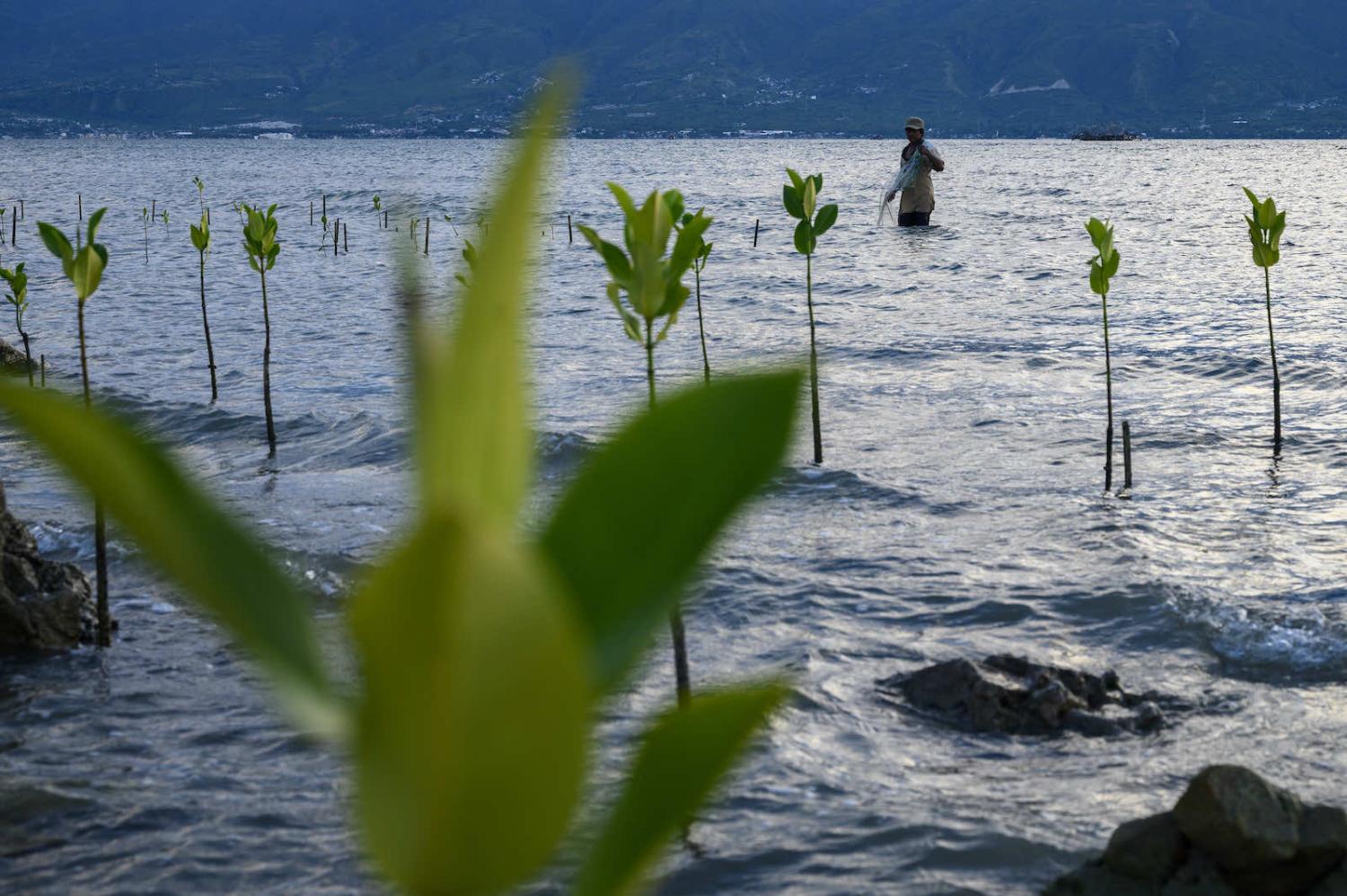 Mangroves planted in Palu City, Central Sulawesi, Indonesia, in a bid to stop widespread coastal abrasion following the 2018 earthquake and tsunami (Basri Marzuki/NurPhoto via Getty Images)
