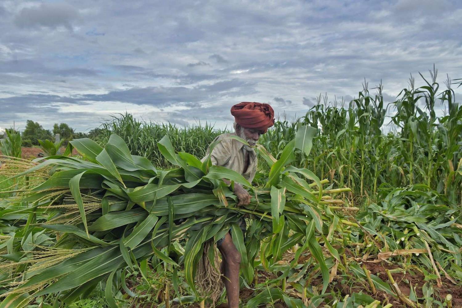Agriculture market access is Australia’s highest priority in trade deal negotiations, but India has been unwilling to make concessions (Manjunath Kiran/AFP via Getty Images)