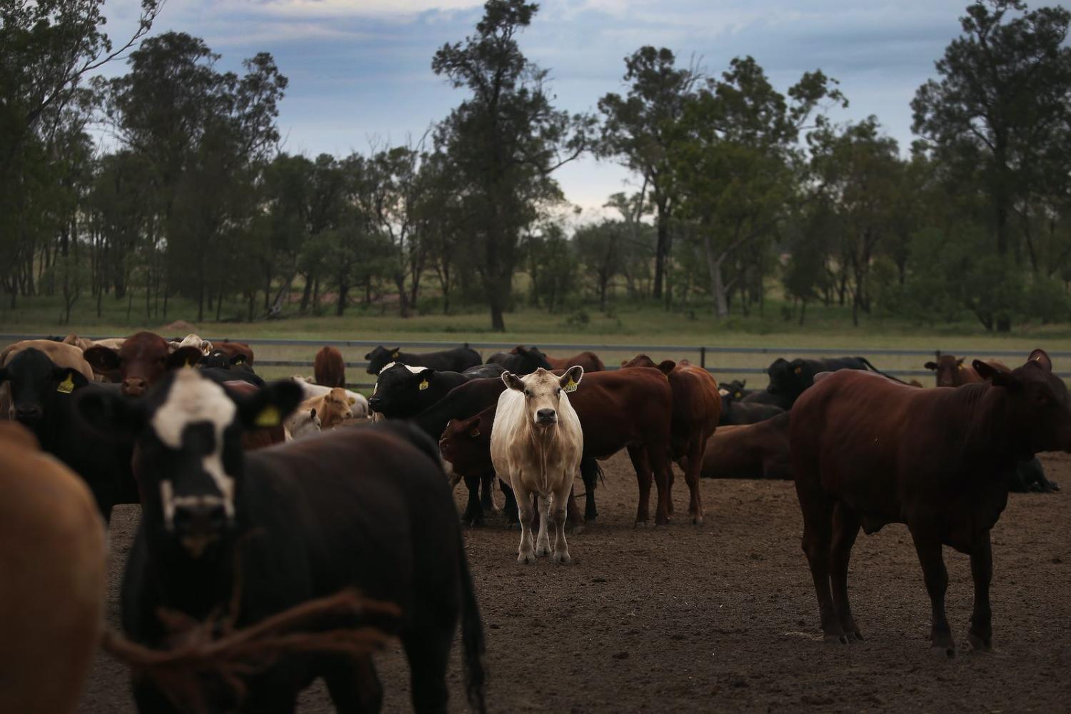 Four Daughters cattle farm in western Queensland, whose owners shifted its business model to adapt to China’s export sanctions (Lisa Maree Williams/Getty Images)