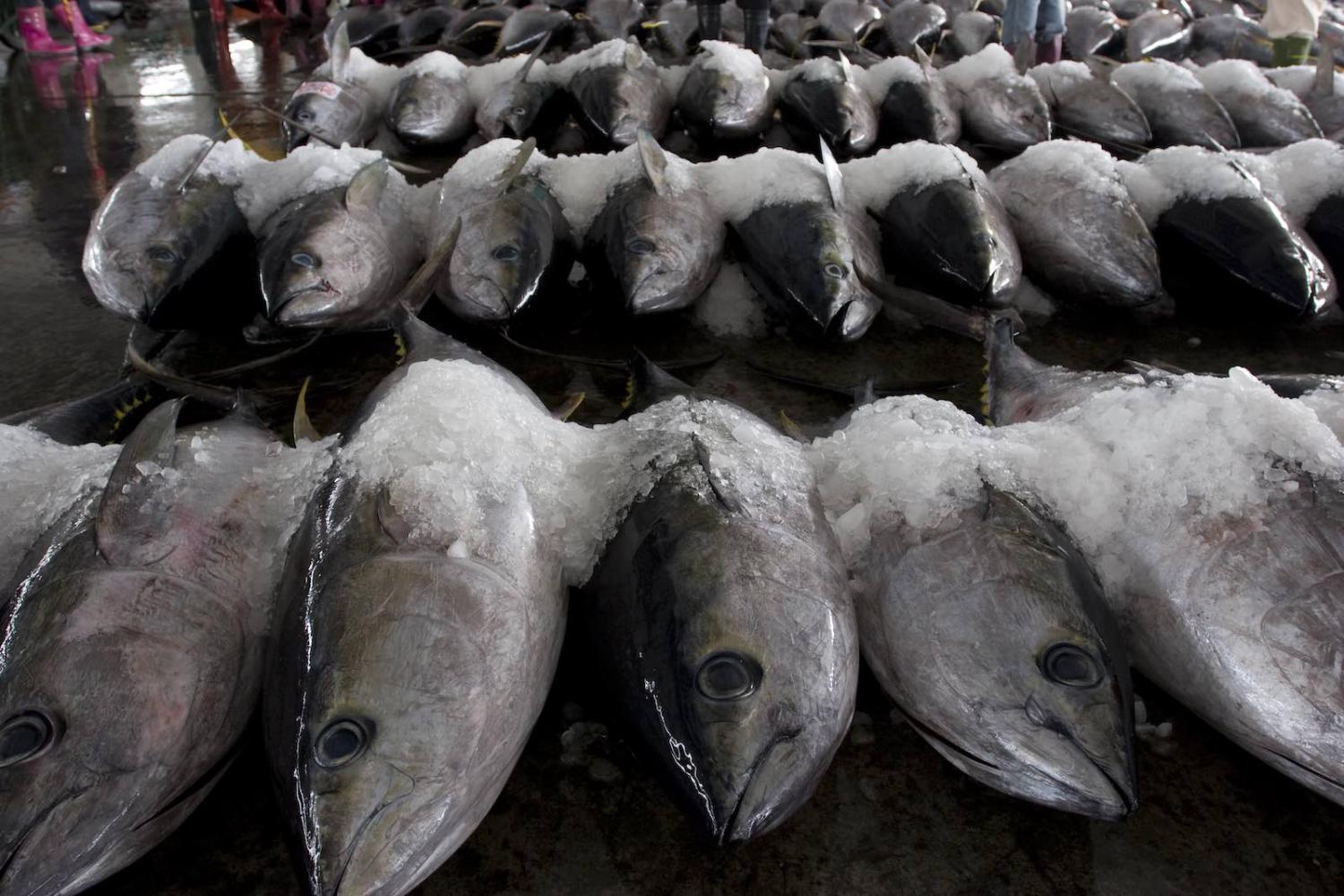 The cost of the catch: tuna at Pingtung, southern Taiwan (Photo: Craig Ferguson via Getty)